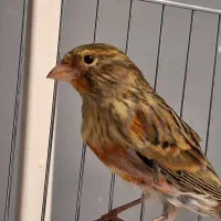 قناری|پرنده|نظرآباد, رسالت|دیوار