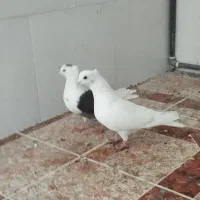 کبوتر