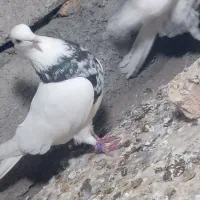 کبوتر فروش فوری فوری