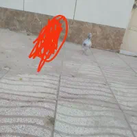 هفرنگ|پرنده|سبزوار, قصبه شرقی|دیوار