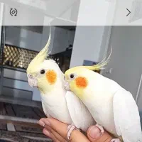 عروس هلندی سخنگو