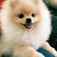 سگ گمشده|سگ|بندر کنگان, |دیوار