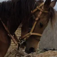 کره اسب نریون سن ۲ سال|اسب و تجهیزات اسب‌سواری|مشهد, پنجتن|دیوار