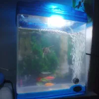 فروش ماهی اکواریوم تزئینی تک و تعداد