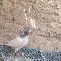 کبوتر کله ای