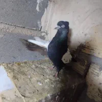 کفتر|پرنده|فسا, |دیوار