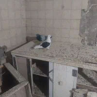 کبوتر
