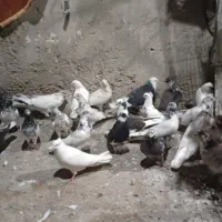 کبوتران ناب|پرنده|مشگین شهر, |دیوار