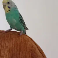 یک جفت مرغ عشق زیبا ماده کامل دستی