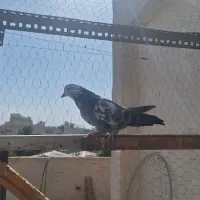 کفتر ماده پرشی|پرنده|قم, جوی شور|دیوار