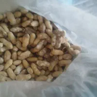 بادام زمینی غلاف دار