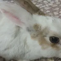 خرگوش فول دستی