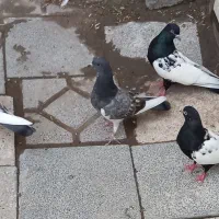 ۴عدد کبوتر