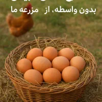 تخم مرغ محلی طبیعی
