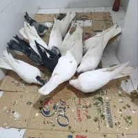 کفتر|پرنده|اصفهان, ارزنان|دیوار