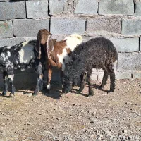 ۲ تا کره یک بره|حیوانات مزرعه|رفسنجان, |دیوار