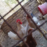 خروس|حیوانات مزرعه|اردکان, |دیوار