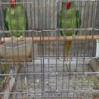 جوجه شاه طوطی ۳ماه
