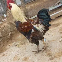 خروس رسمی،محلی ریشو پاپر اصیل جهت قربانی و نگهداری