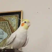 ۲عدد عروس هلندی