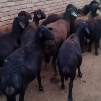 گوسفند قره قزل اصل