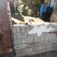 نیستم|سگ|قوچان, |دیوار