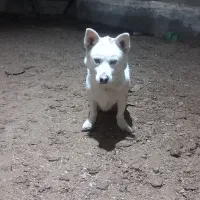 پاکوتاه|سگ|نیشابور, دارایی|دیوار