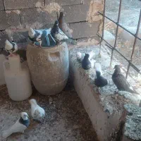 تعدادی رنگه فروش فوری یکجا جوانه و مولد