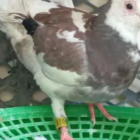 کبوتر پشت قهوه