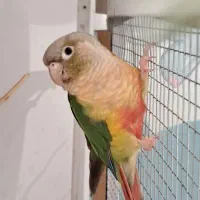 جفت گرینچیک|پرنده|اسفراین, |دیوار