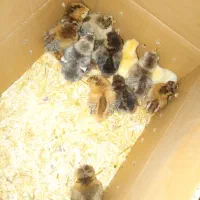 جوجه مرغ و خروس. بلدرچین خروس لاری|حیوانات مزرعه|خرمآباد, |دیوار