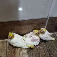 جوجه عروس هلندی