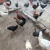 مرغ خروس جوجه