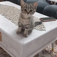 پیشی گربه ۲ ماهه
