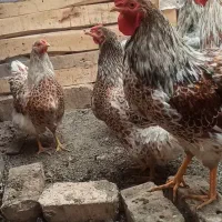 جوجه و تخم نطفه دار