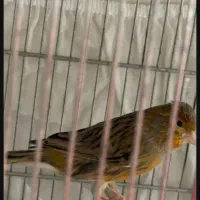 سهره قناری مست