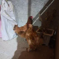 مرغ محلی ریشو وپاپر تخم گذار|حیوانات مزرعه|اردبیل, |دیوار