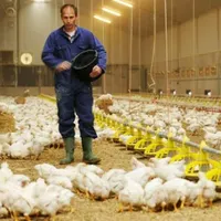 *۲۰۰ کیلو سوپراستارتر جوجه گوشتی با نازلترین قیمت|لوازم جانبی حیوانات|تهران, سرخه حصار|دیوار