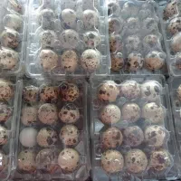 تخم بلدرچین کاملا اورگانیک|خوردنی و آشامیدنی|کهریزک, |دیوار