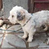 سگ نژاد دار|سگ|بم, |دیوار