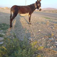 الاغ
