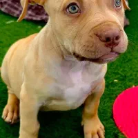 توله ی پیت بول اصیل