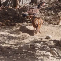 خروسومرغلاری|حیوانات مزرعه|تایباد, |دیوار