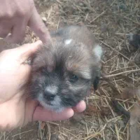 پاکوتا واگزاری|سگ|ارومیه, |دیوار