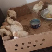 جوجه بوقلمون بیوتی گوشتی