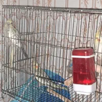 عروس هلندی|پرنده|سبزوار, جوادیه شرقی|دیوار