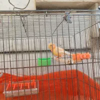 قناری سرخ ماده