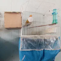 پرنده نیکشهر کوتوله و عروس هلندی|پرنده|نیک شهر, |دیوار