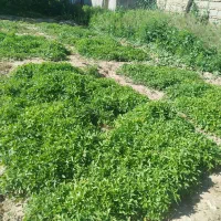 شیتل گوجه فرنگی درجه یک با کیفیت خوب