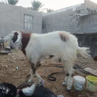 پازن برای فروش جم روستای ابگرمک